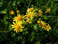 Wildblumen200.webp