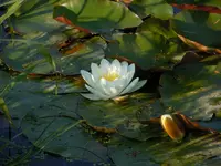 Wildblumen204.webp
