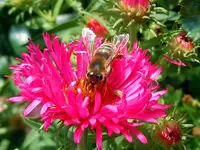 HerbstasterBiene065-1.webp