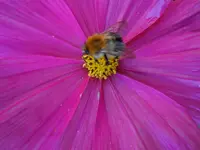 Hummel054.webp