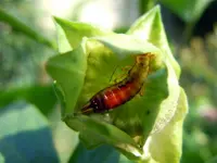 MalveSamenOhrwurm057.webp