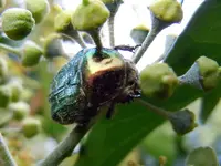 Rosenkäfer058.webp