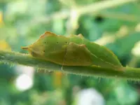 Puppe053.webp