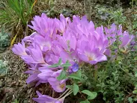 Herbstzeitlose v.webp