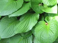 Bild 905.webp