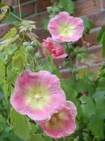 Garten 017.webp