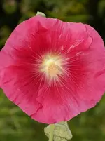 Garten 038.webp