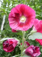 Garten 012.webp