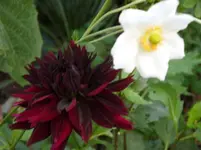 Garten 029.webp