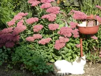 Garten 034.webp