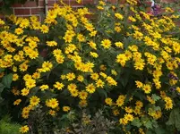 Garten 011.webp