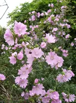 Garten 010.webp