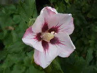Garten 033.webp