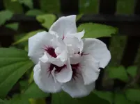 Garten 039.webp