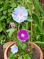 Garten 002.webp