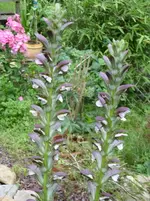 Garten 015.webp
