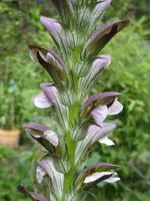Garten 016.webp