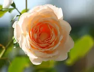 Cream Moondance2_kleiner.webp