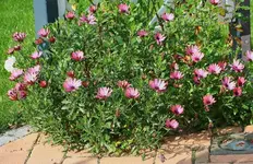 pinkige Bornholm-Margerite_kleiner.webp