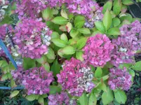 Foto0667.webp