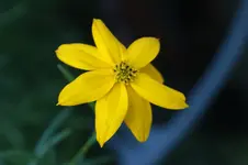 Berlandlea lyriata Vollmilch.webp