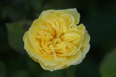 DSC06789.webp