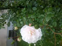 Foto0679.webp
