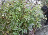 Foto0670.webp