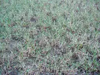 DSC02923.webp