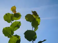 LichtundSchaten158.webp