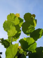LichtundSchaten153.webp