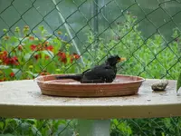 amsel beim baden2.webp