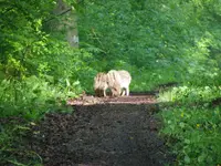frischlinge1.webp