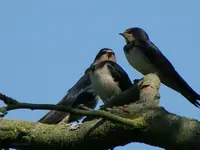 rauchschwalben9.webp