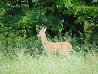 rehbock.webp