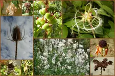 Herbst15.webp