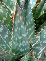 Copy of IMG_2726 v.webp