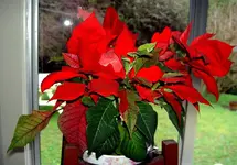 Weihnachtsstern v.webp