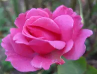 Rose.webp