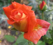 Rose (2).webp