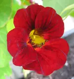 Kapu_rot.webp