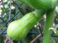 Kürbis.webp