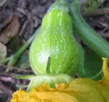 Kürbis (3).webp