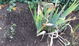 Schwertlilie.webp