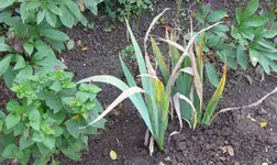 Schwertlilie (2).webp