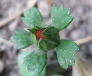 Walderdbeere (2).webp
