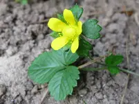 Walderdbeere (3).webp