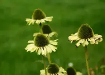 DSC02659(1).webp