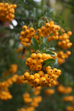 DSC02670.webp
