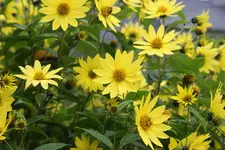 DSC02679(1).webp